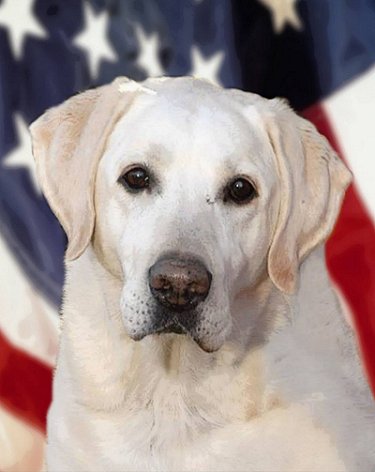 Yellow Lab Large Pillow